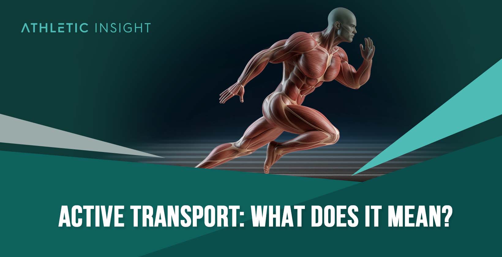 Active Transport: What Does It Mean?