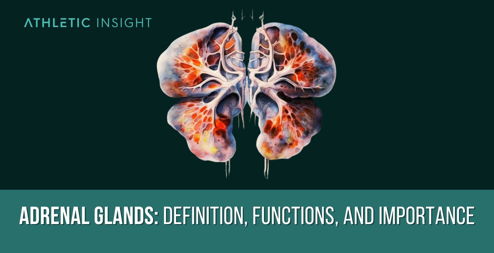 Adrenal Glands Definition, Functions, and Importance