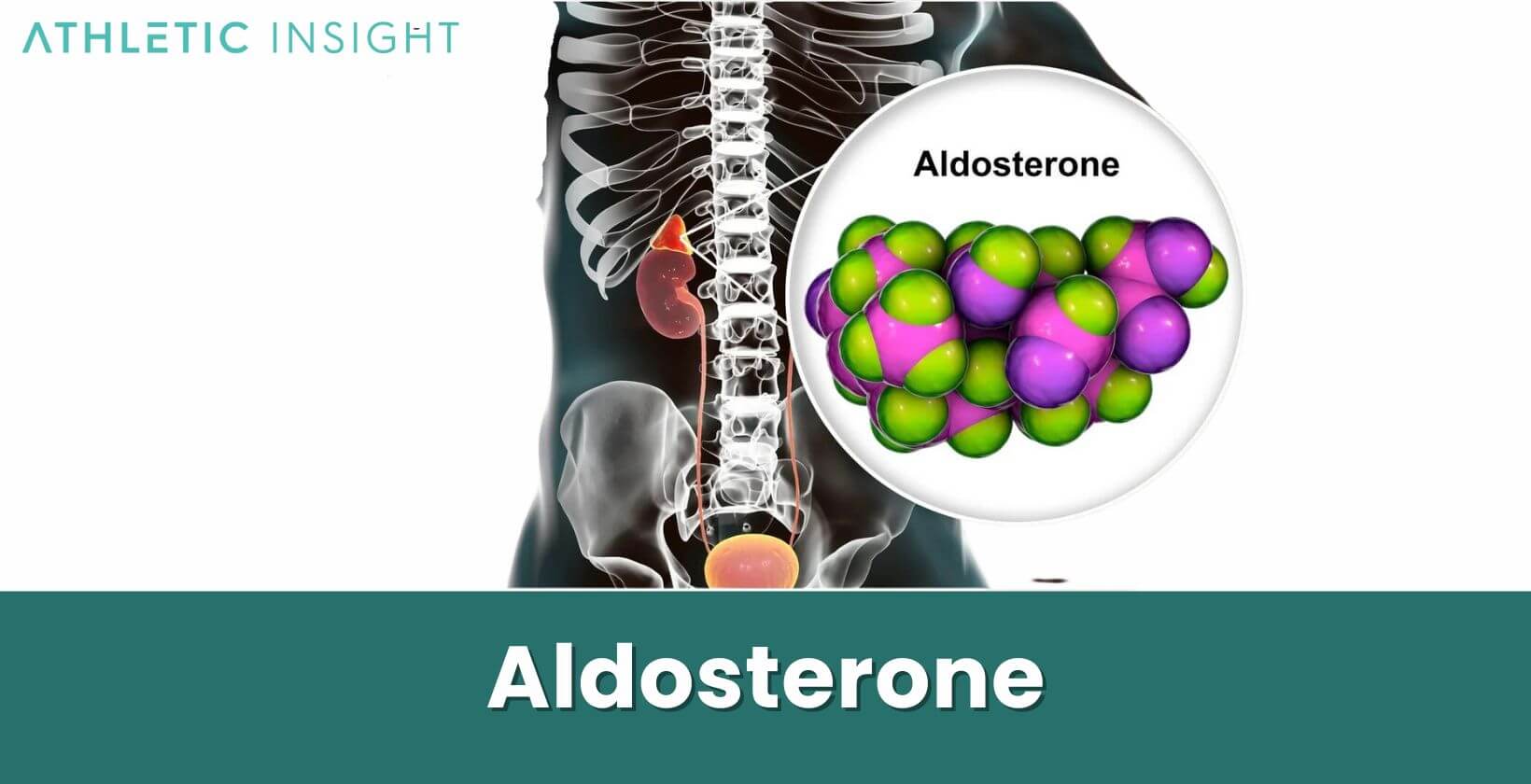 Aldosterone