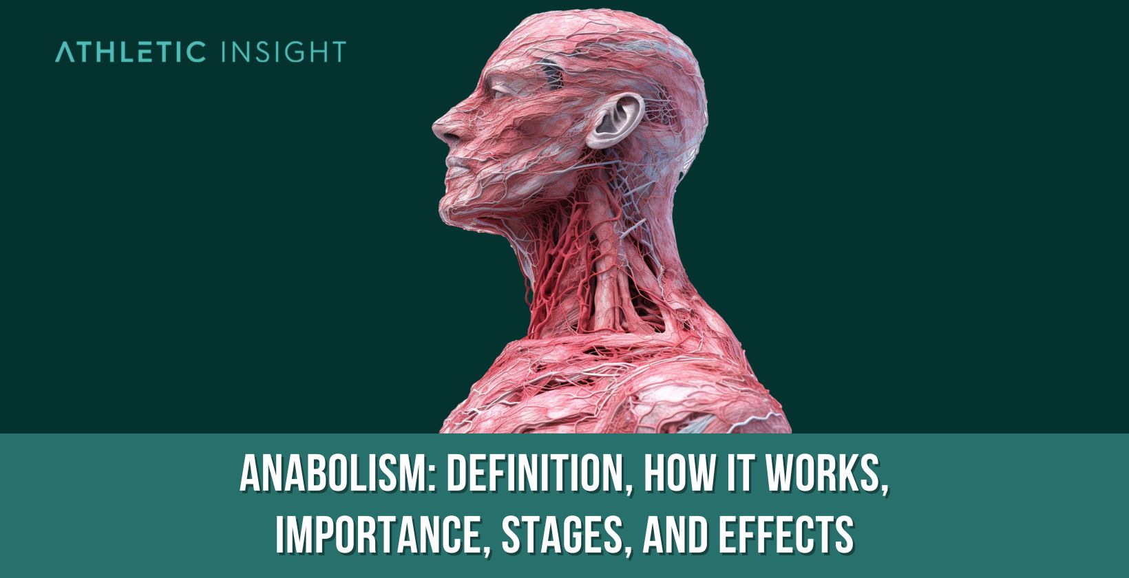 Anabolism Definition, How it Works, Importance, Stages, and Effects