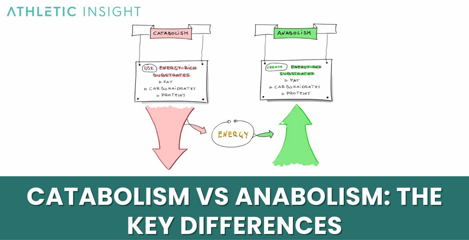 Catabolism vs Anabolism