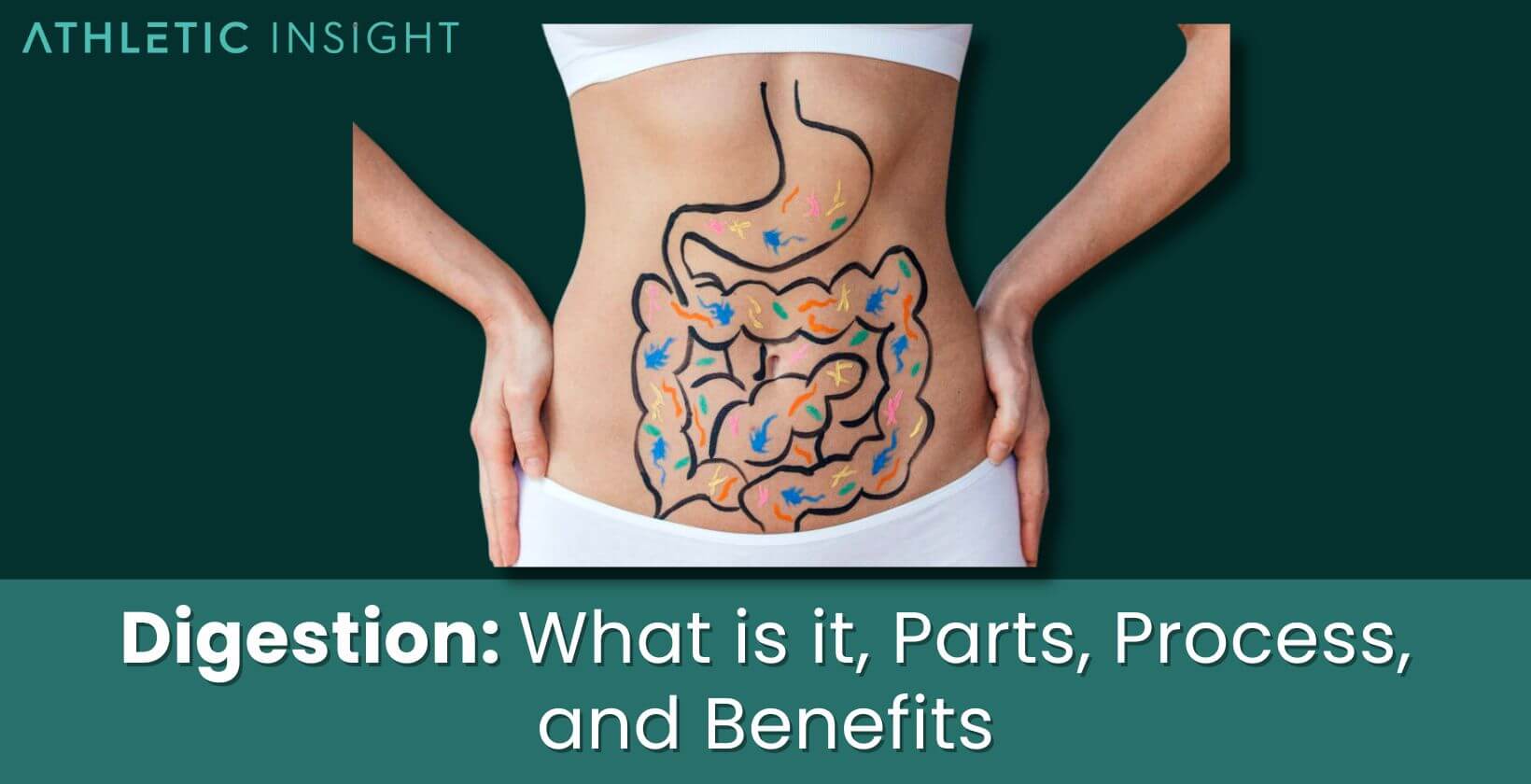 Digestion: What is it, Parts, Process, and Benefits