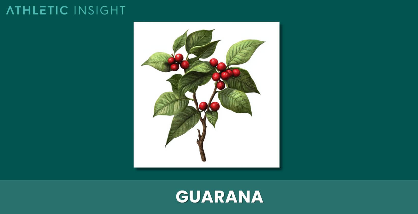 guarana