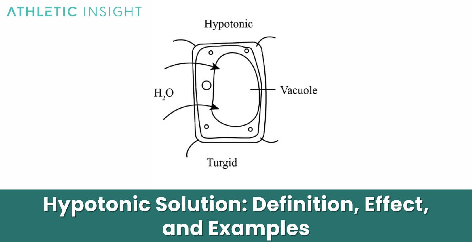 Hypotonic Solution: Definition, Effect, and Examples